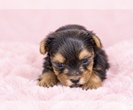 Puppy 5 Yorkshire Terrier