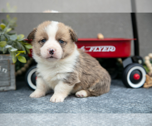 Medium Photo #1 Pembroke Welsh Corgi Puppy For Sale in CHRISTIANA, PA, USA