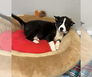 Siberian Husky-Unknown Mix Dogs for adoption in Osgood, IN, USA