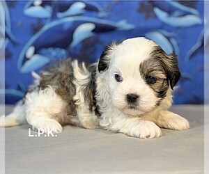Mal-Shi Puppy for sale in WINNSBORO, LA, USA