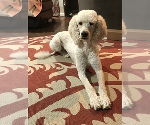 Mother of the Goldendoodle-Poodle (Standard) Mix puppies born on 09/02/2019