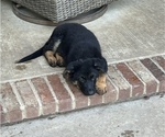 Small Photo #5 German Shepherd Dog Puppy For Sale in POTTSVILLE, AR, USA