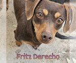 Small #18 Dachshund