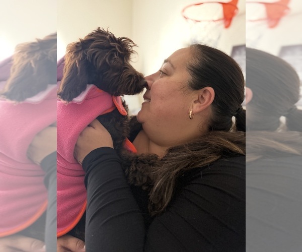 Medium Photo #2 Australian Labradoodle Puppy For Sale in WINDSOR, SC, USA