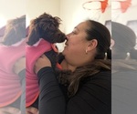 Mirabelle - Female Australian Labradoodle Puppy for Sale - Photo #2
