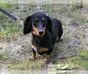 Mother of the Dachshund puppies born on 07/01/2023