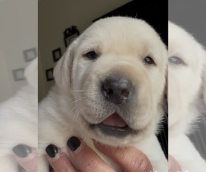 Labrador Retriever Puppy for sale in OSYKA, MS, USA