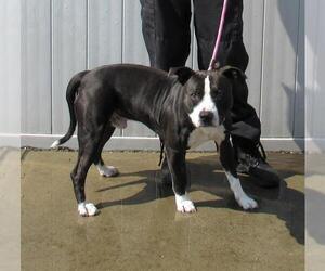 American Pit Bull Terrier-Unknown Mix Dogs for adoption in Louisville, KY, USA