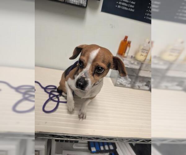 Medium Photo #1 Chihuahua Puppy For Sale in Bakersfield, CA, USA