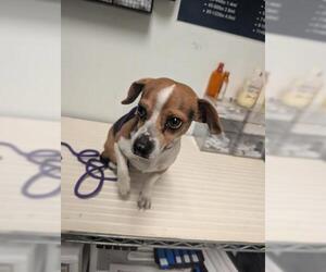Chihuahua Dogs for adoption in Bakersfield, CA, USA