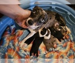 Small Photo #1 Chizer Puppy For Sale in MONTEZUMA, GA, USA