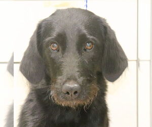 Labrador Retriever-Unknown Mix Dogs for adoption in Palatine/Kildeer/Buffalo grove, IL, USA