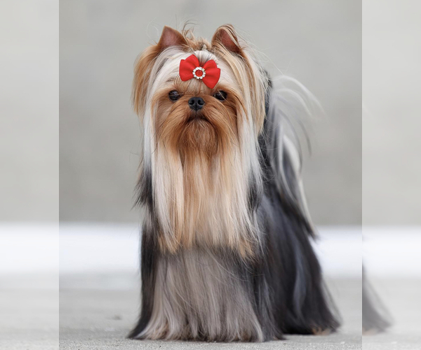 Medium Photo #1 Yorkshire Terrier Puppy For Sale in ROANOKE, VA, USA