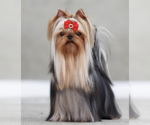 Mother of the Yorkshire Terrier puppies born on 04/28/2025