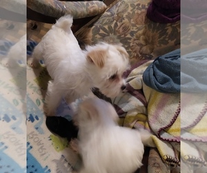 Morkie-Yorkshire Terrier Mix Puppy for sale in GREENVILLE, SC, USA