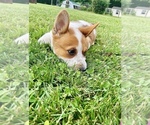 Puppy Patches Cowboy Corgi
