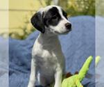 Small #6 Colonial Cocker Spaniel Mix