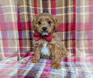 Cavapoo Puppy for sale in QUARRYVILLE, PA, USA