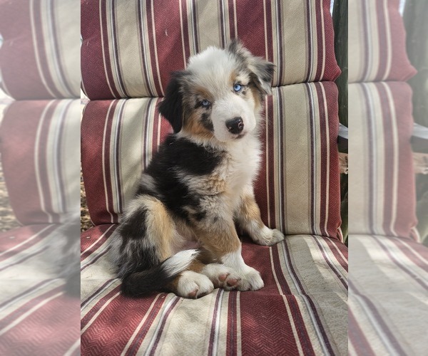 Medium Photo #1 Australian Shepherd Puppy For Sale in PHOENIX, AZ, USA