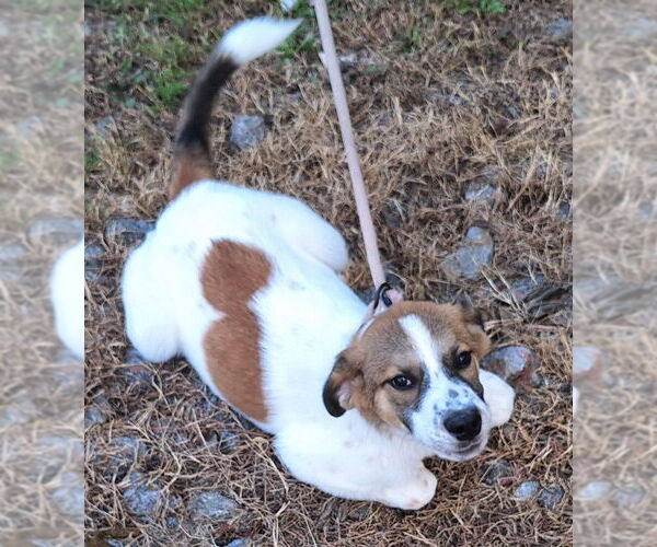 Medium Photo #1 Sheprador Puppy For Sale in Wetumpka, AL, USA