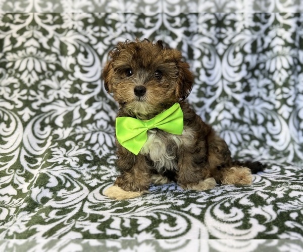 Medium Photo #7 YorkiePoo Puppy For Sale in LAKELAND, FL, USA