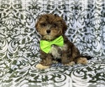 Small #6 YorkiePoo