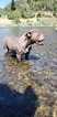 Small Photo #1 American Pit Bull Terrier Puppy For Sale in GRANTS PASS, OR, USA