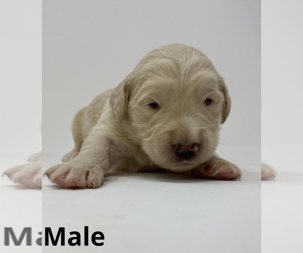 Full screen Photo #6 Goldendoodle Puppy For Sale in MONCLOVA, OH, USA