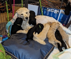 Mother of the Goldendoodle-Poodle (Standard) Mix puppies born on 05/27/2023