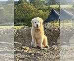 Puppy Casper Great Pyrenees