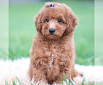 Small Photo #12 Goldendoodle (Miniature) Puppy For Sale in WARSAW, IN, USA