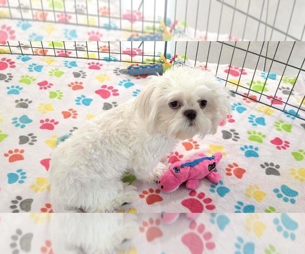 Medium Photo #2 Shih Tzu Puppy For Sale in ORO VALLEY, AZ, USA