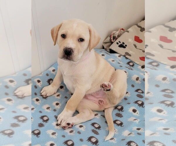 Medium Photo #1 Labrenees Puppy For Sale in Des Moines, IA, USA