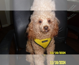 Poodle (Toy) Puppy for sale in DULUTH, GA, USA