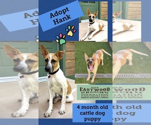 Mutt Dogs for adoption in Marina Del Rey, CA, USA