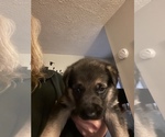 Small Photo #4 German Shepherd Dog Puppy For Sale in MARENGO, OH, USA
