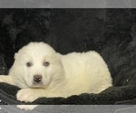 Small #2 Great Pyrenees