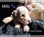 Small Photo #72 Goldendoodle (Miniature) Puppy For Sale in GASTONIA, NC, USA