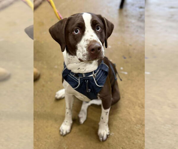 Medium Photo #3 Beagle-Unknown Mix Puppy For Sale in Westwood, NJ, USA