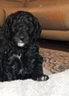 Small Photo #21 Goldendoodle Puppy For Sale in FREDERICKSBURG, VA, USA