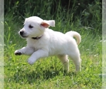 Small Photo #2 English Cream Golden Retriever Puppy For Sale in MARION CENTER, PA, USA