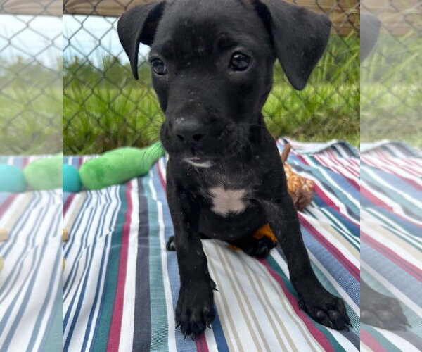 Medium Photo #4 Bulldog-Labrador Retriever Mix Puppy For Sale in Tarrytown, GA, USA