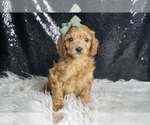 Small Photo #46 Cavapoo Puppy For Sale in WARSAW, IN, USA