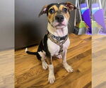 Small #1 American Staffordshire Terrier Mix