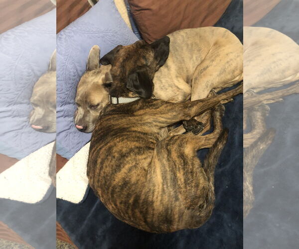 Medium Photo #6 Unknown-Weimaraner Mix Puppy For Sale in Fort Collins, CO, USA