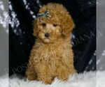 Small #4 Poodle (Toy)