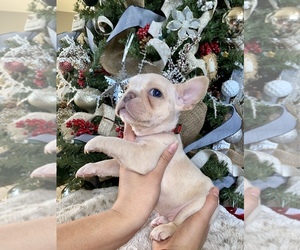 French Bulldog Puppy for sale in HEMET, CA, USA