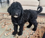 Small Goldendoodle mix (+ Poodle Standard)