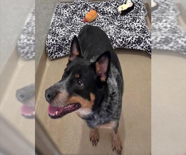 Medium Photo #1 Mutt Puppy For Sale in Derwood, MD, USA