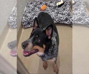 Mutt Dogs for adoption in Derwood, MD, USA